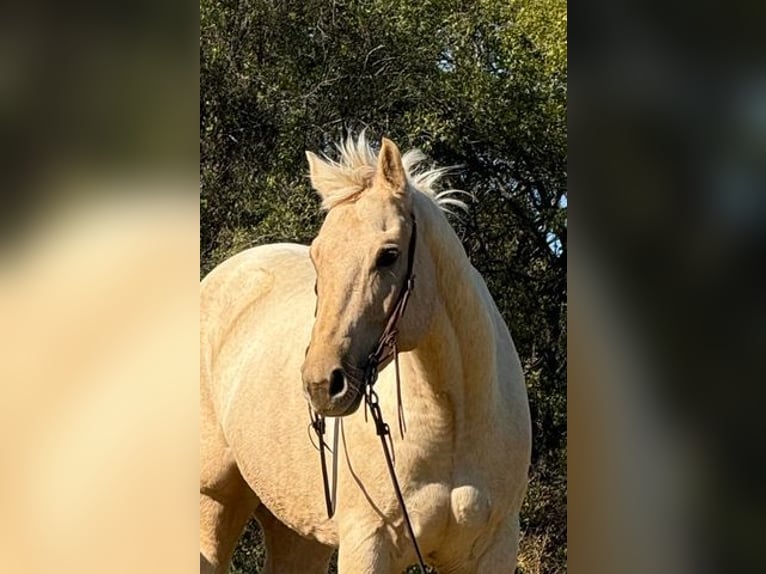 American Quarter Horse Wallach 8 Jahre 163 cm Palomino in Weatherford, TX