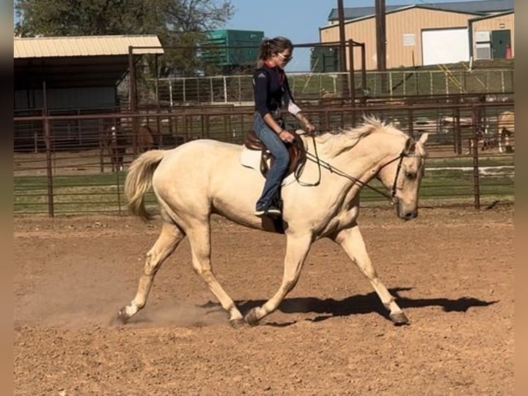 American Quarter Horse Wallach 8 Jahre 163 cm Palomino in Weatherford, TX