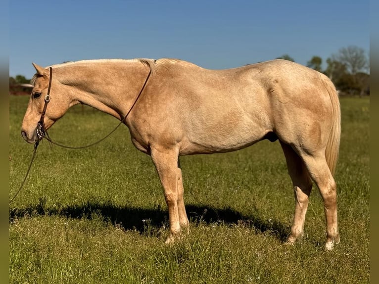 American Quarter Horse Wallach 8 Jahre 163 cm Palomino in Wetherford TX