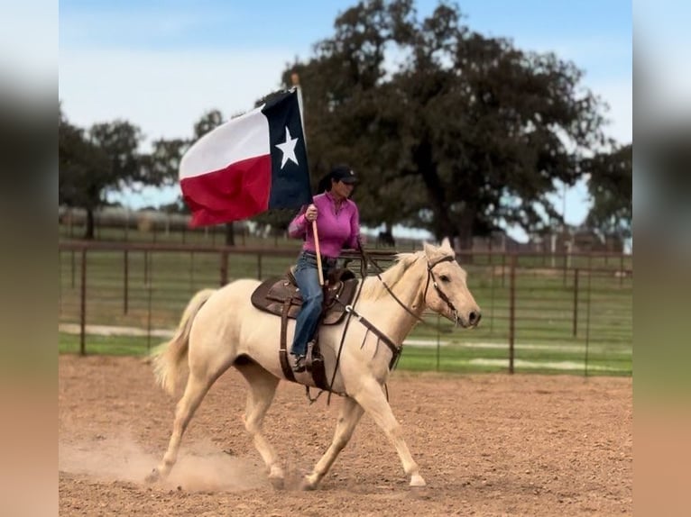 American Quarter Horse Wallach 8 Jahre 163 cm Palomino in Wetherford TX