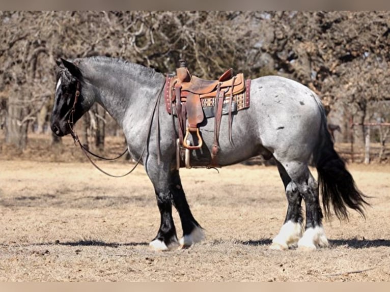 American Quarter Horse Wallach 8 Jahre 163 cm Roan-Blue in Joshua TX