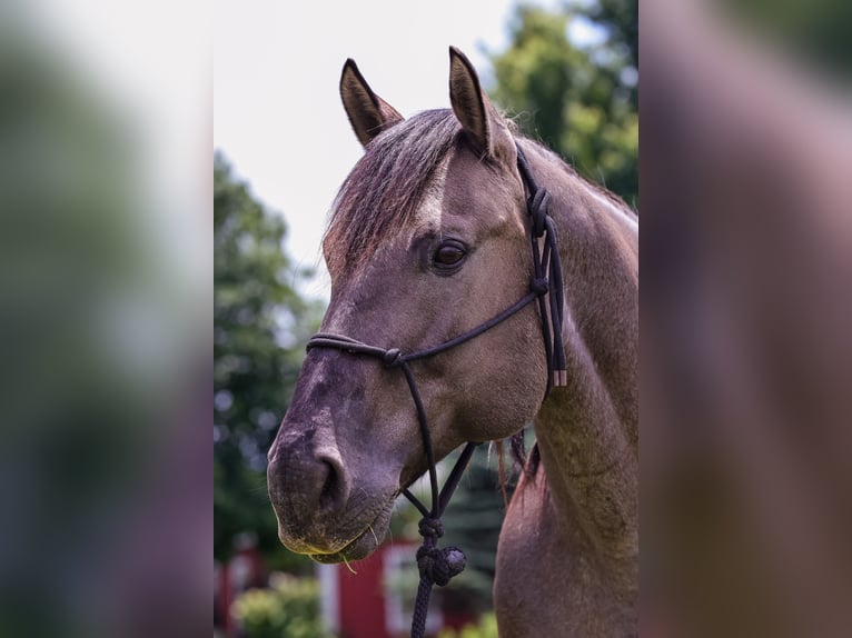 American Quarter Horse Wallach 8 Jahre 163 cm Roan-Blue in Springfield