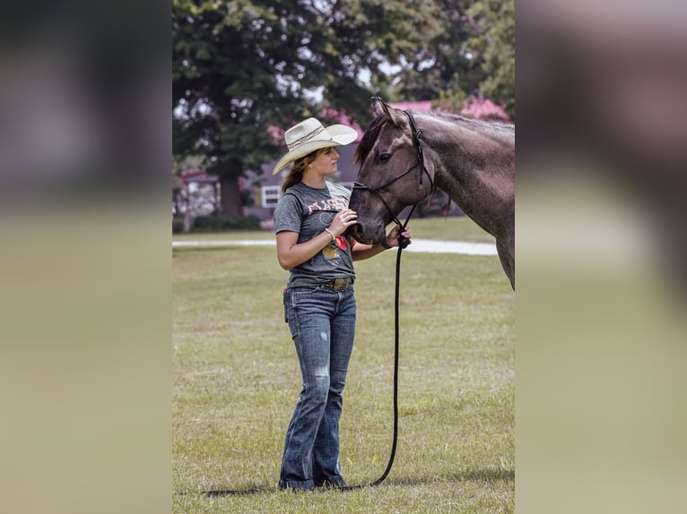 American Quarter Horse Wallach 8 Jahre 163 cm Roan-Blue in Springfield