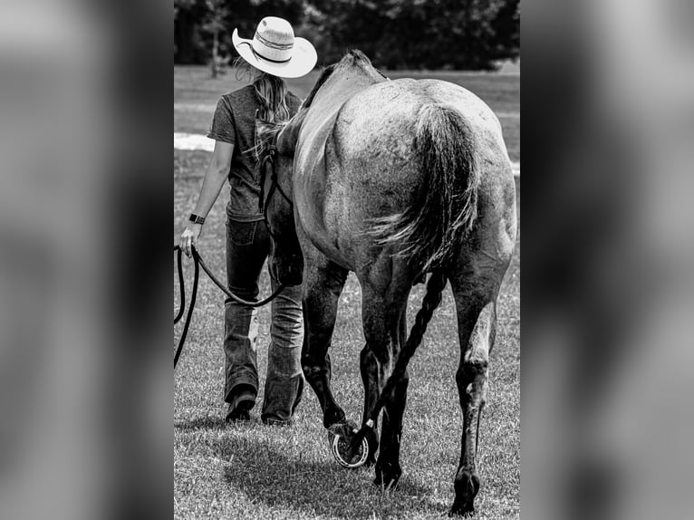 American Quarter Horse Wallach 8 Jahre 163 cm Roan-Blue in Springfield