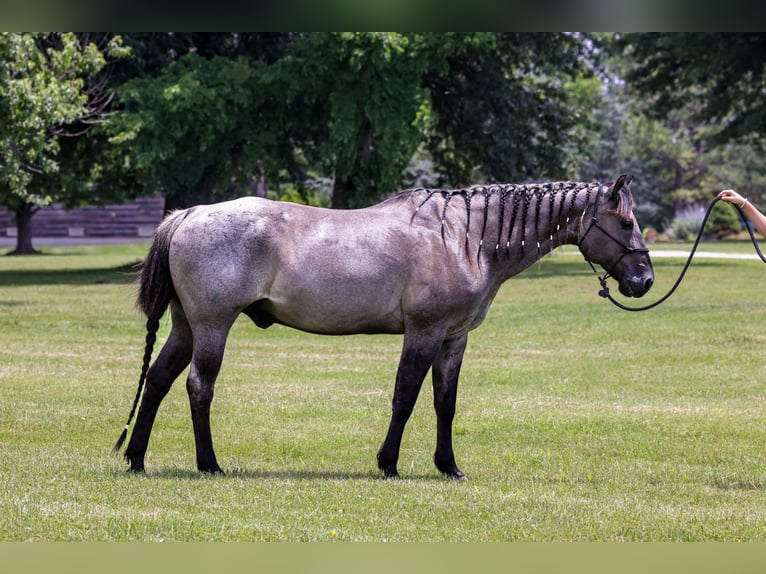 American Quarter Horse Wallach 8 Jahre 163 cm Roan-Blue in Springfield