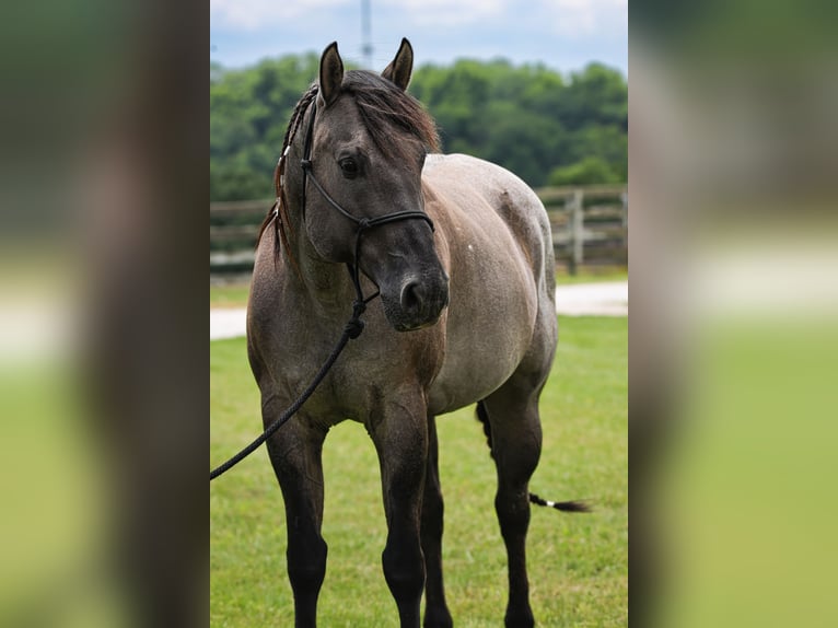 American Quarter Horse Wallach 8 Jahre 163 cm Roan-Blue in Springfield