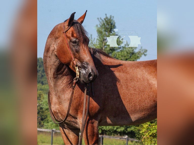 American Quarter Horse Wallach 8 Jahre 163 cm Roan-Red in Hardinsburg IN