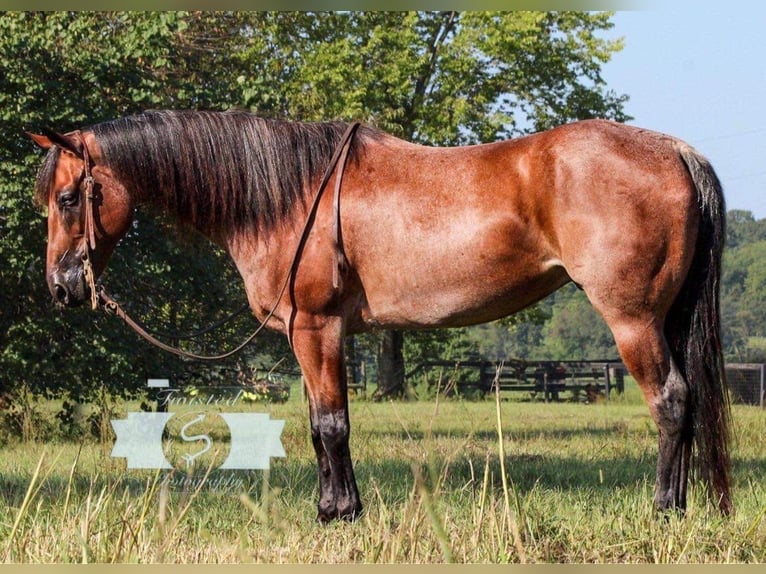 American Quarter Horse Wallach 8 Jahre 163 cm Roan-Red in Hardinsburg IN