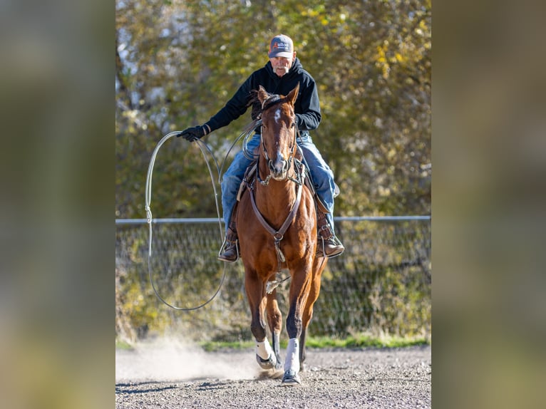 American Quarter Horse Wallach 8 Jahre 163 cm Rotbrauner in Riverton