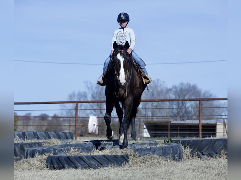 American Quarter Horse Mix Wallach 8 Jahre 163 cm Rotbrauner in Athens