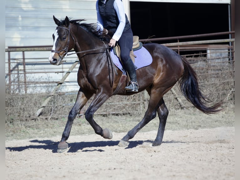 American Quarter Horse Mix Wallach 8 Jahre 163 cm Rotbrauner in Athens
