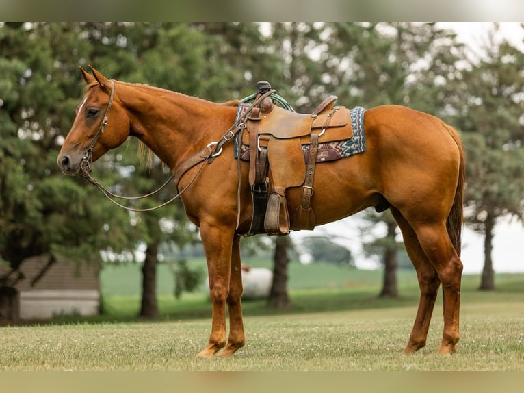 American Quarter Horse Wallach 8 Jahre 163 cm Rotfuchs in Decorah, IA