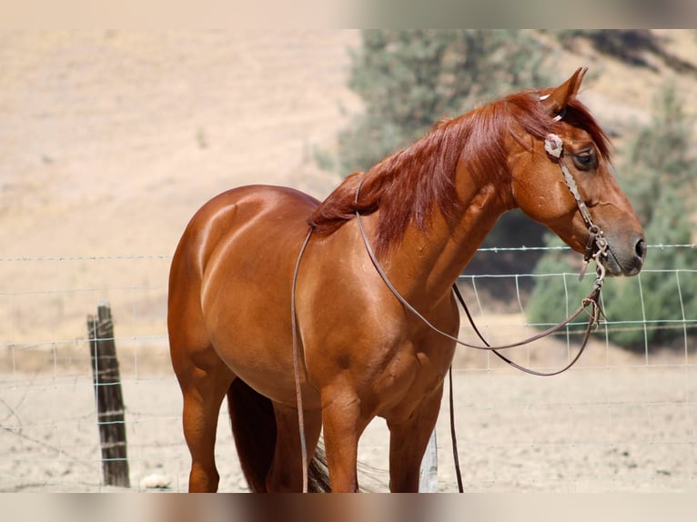 American Quarter Horse Wallach 8 Jahre 163 cm Rotfuchs in Bitterwater CA