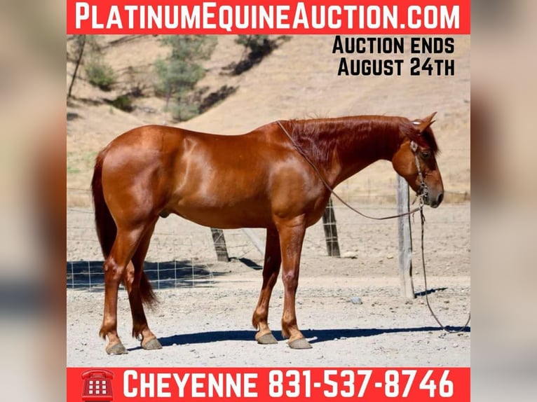 American Quarter Horse Wallach 8 Jahre 163 cm Rotfuchs in Bitterwater CA