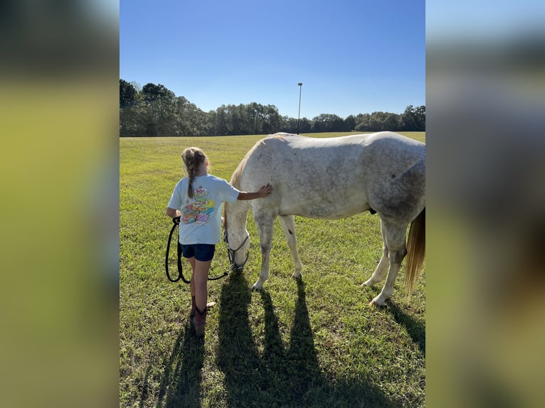 American Quarter Horse Wallach 8 Jahre 163 cm Schimmel in Defuniak Springs Florida