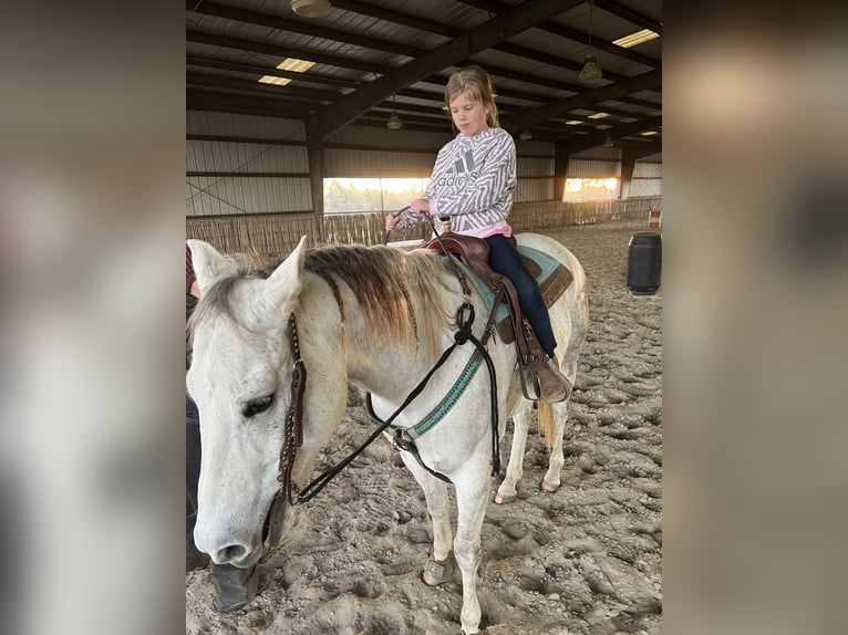 American Quarter Horse Wallach 8 Jahre 163 cm Schimmel in Defuniak Springs Florida