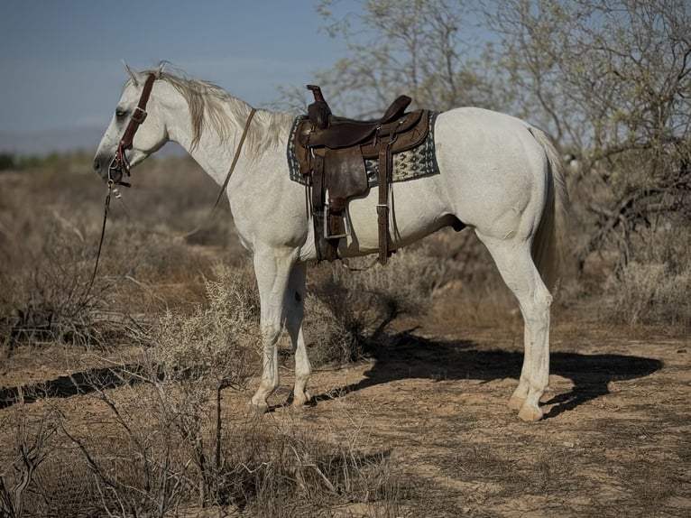 American Quarter Horse Wallach 8 Jahre 163 cm Schimmel in Tonopah