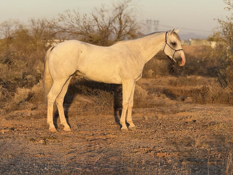 American Quarter Horse Wallach 8 Jahre 163 cm Schimmel in Tonopah