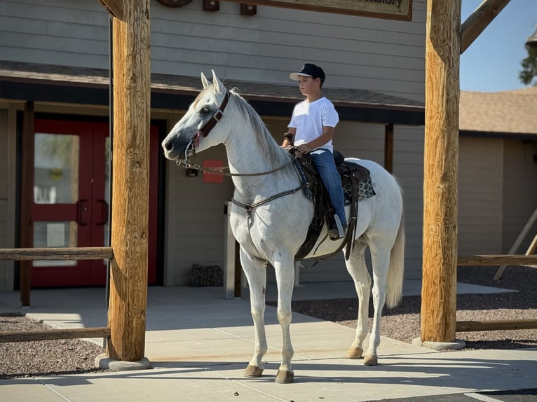 American Quarter Horse Wallach 8 Jahre 163 cm Schimmel in Tonopah