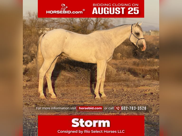 American Quarter Horse Wallach 8 Jahre 163 cm Schimmel in Tonopah