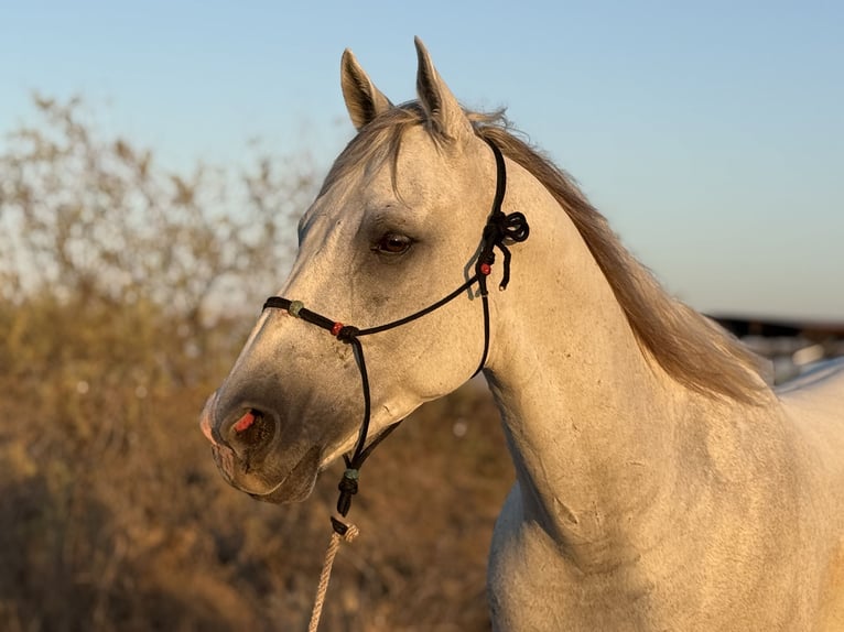 American Quarter Horse Wallach 8 Jahre 163 cm Schimmel in Tonopah
