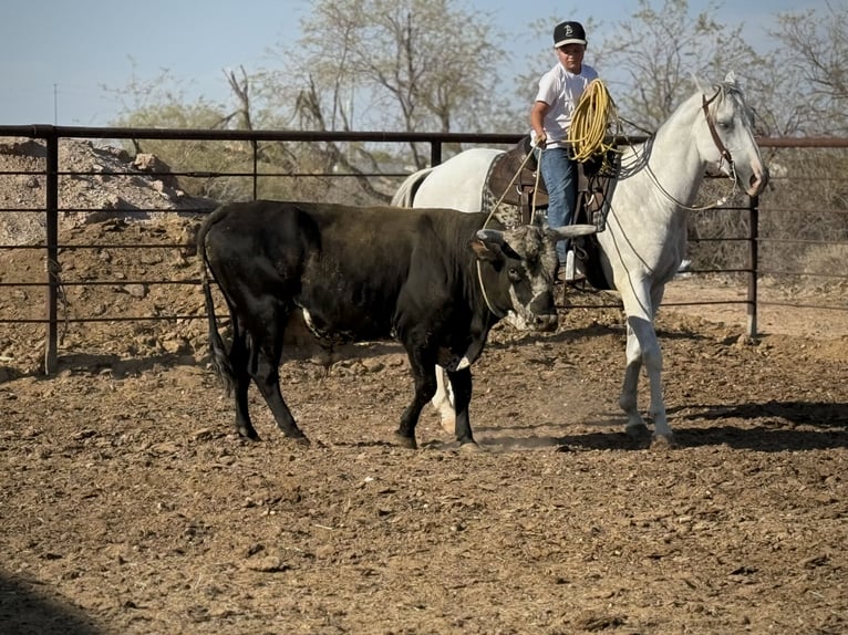 American Quarter Horse Wallach 8 Jahre 163 cm Schimmel in Tonopah