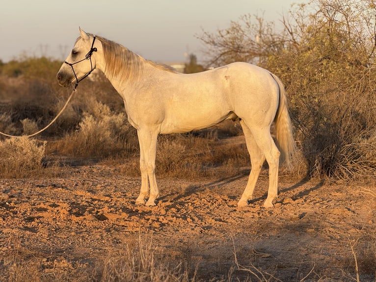 American Quarter Horse Wallach 8 Jahre 163 cm Schimmel in Tonopah