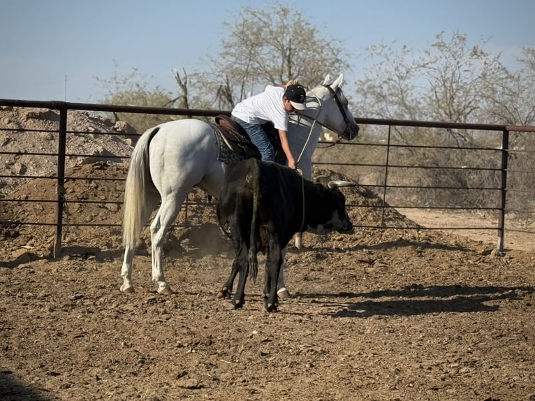 American Quarter Horse Wallach 8 Jahre 163 cm Schimmel in Tonopah