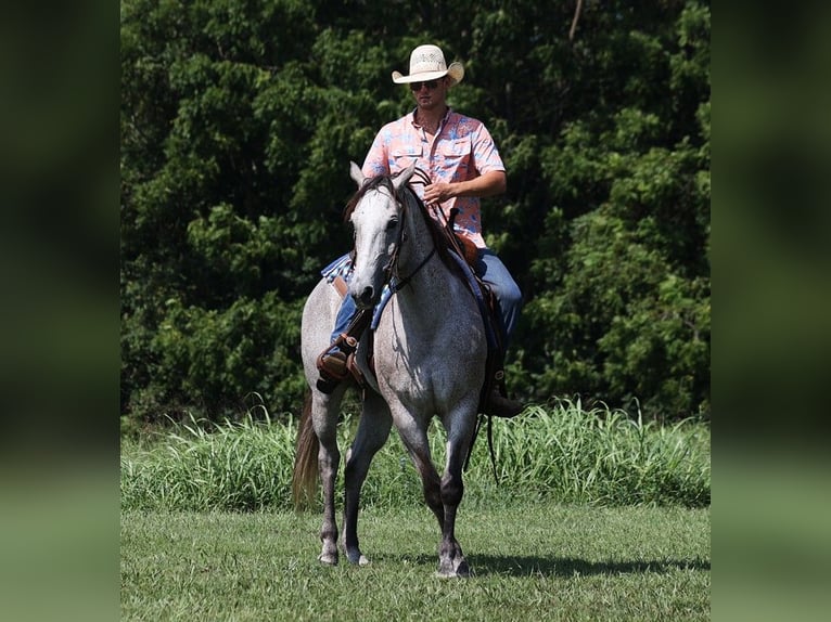 American Quarter Horse Wallach 8 Jahre 163 cm Schimmel in Mount Vernon