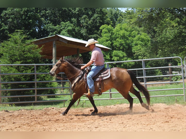 American Quarter Horse Wallach 8 Jahre 165 cm Buckskin in Cherryville KY