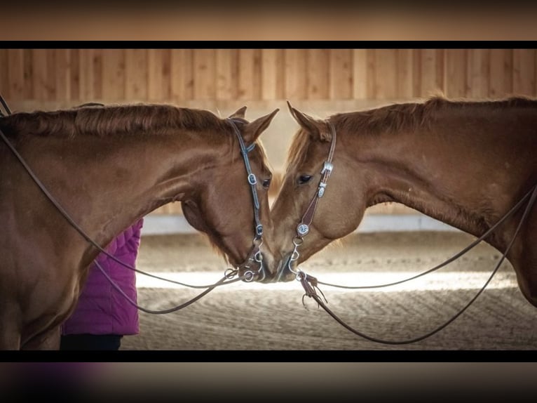 American Quarter Horse Wallach 8 Jahre 165 cm Fuchs in Grenzach-Wyhlen