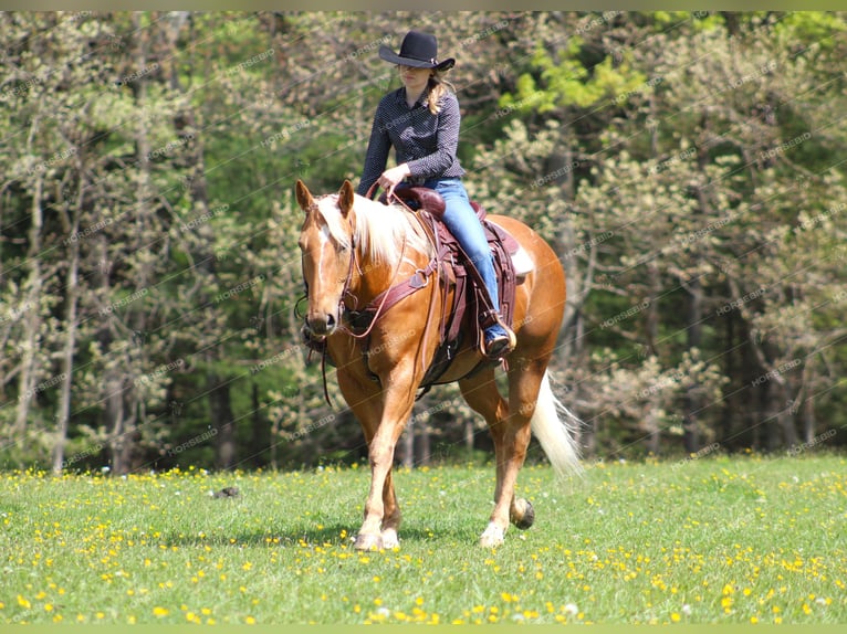 American Quarter Horse Wallach 8 Jahre 165 cm Palomino in Clarion