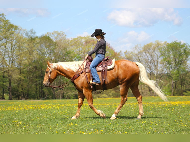 American Quarter Horse Wallach 8 Jahre 165 cm Palomino in Clarion