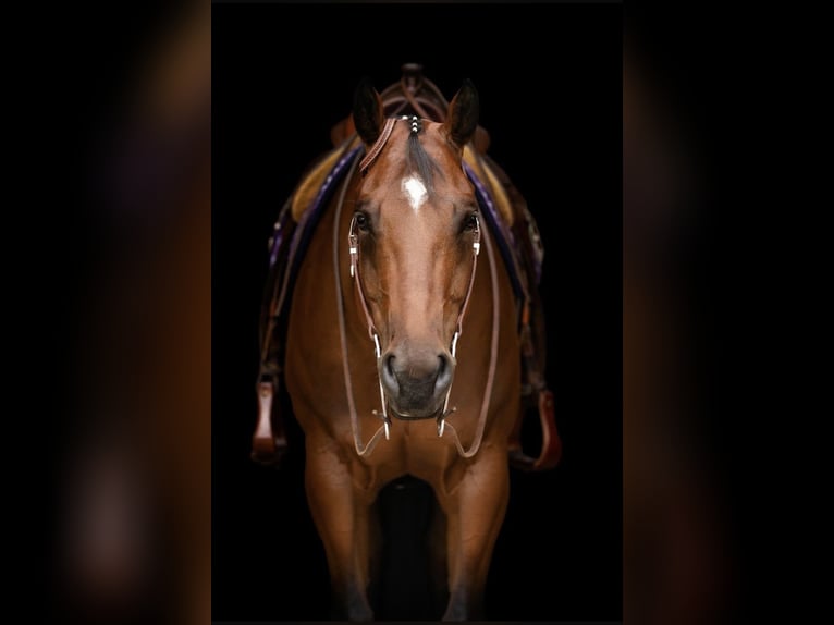 American Quarter Horse Wallach 8 Jahre 167 cm Brauner in Uedem