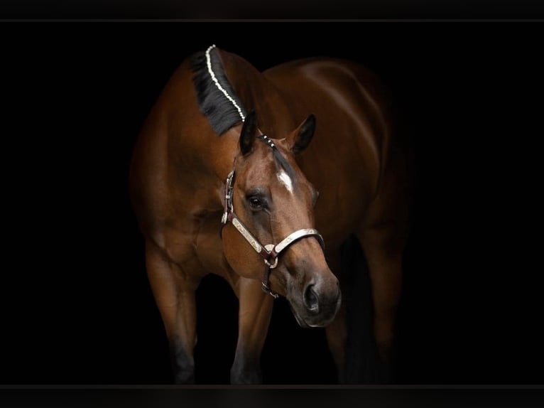 American Quarter Horse Wallach 8 Jahre 167 cm Brauner in Uedem