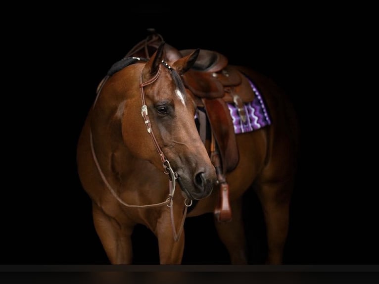 American Quarter Horse Wallach 8 Jahre 167 cm Brauner in Uedem