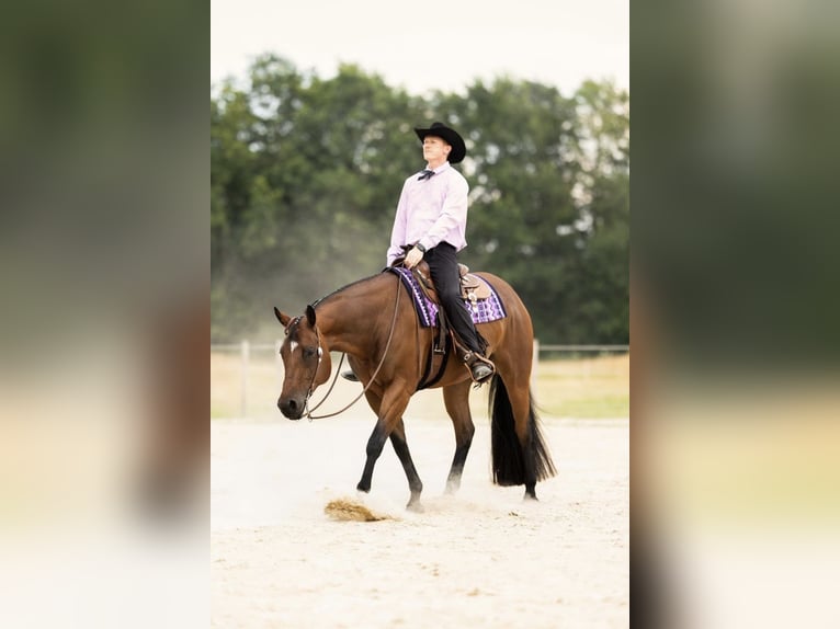 American Quarter Horse Wallach 8 Jahre 167 cm Brauner in Uedem