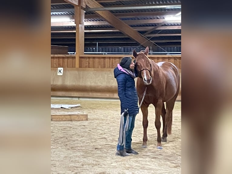 American Quarter Horse Wallach 8 Jahre 168 cm Fuchs in Grenzach-Wyhlen