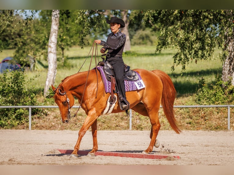 American Quarter Horse Wallach 8 Jahre 168 cm Fuchs in Grenzach-Wyhlen