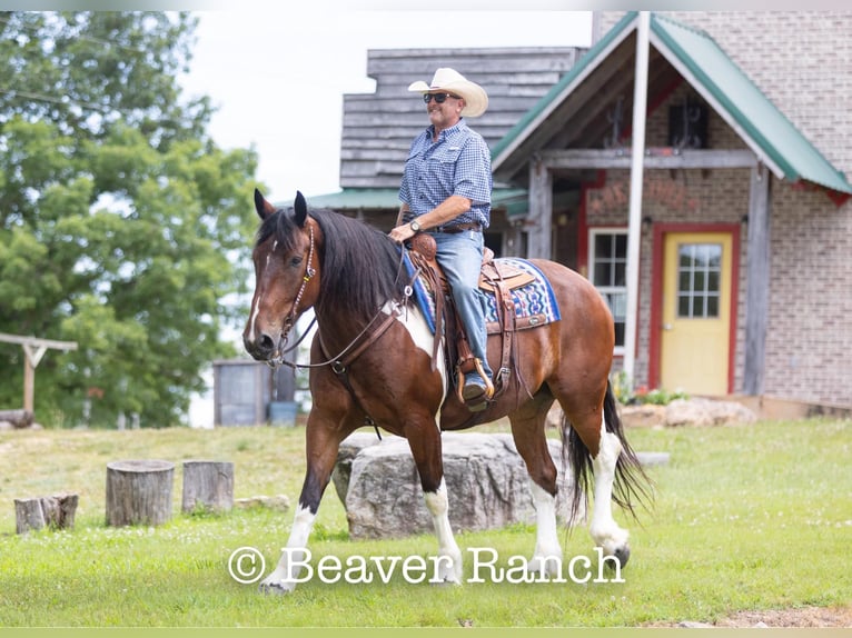 American Quarter Horse Wallach 8 Jahre 168 cm Tobiano-alle-Farben in MOuntain Grove MO