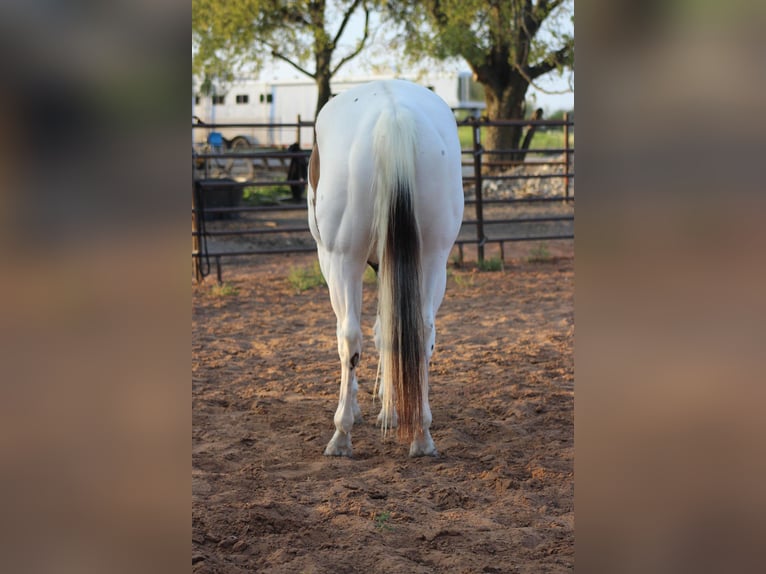 American Quarter Horse Wallach 8 Jahre 168 cm Tobiano-alle-Farben in Whitewright TX