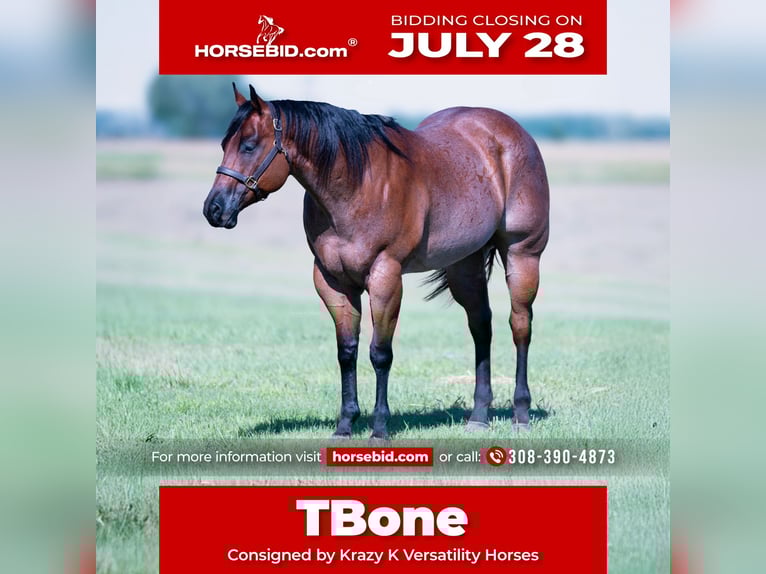 American Quarter Horse Wallach 8 Jahre 170 cm Roan-Bay in Grand Island