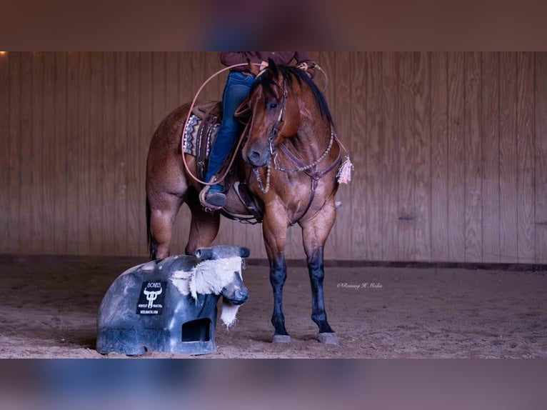 American Quarter Horse Wallach 8 Jahre 170 cm Roan-Bay in Grand Island