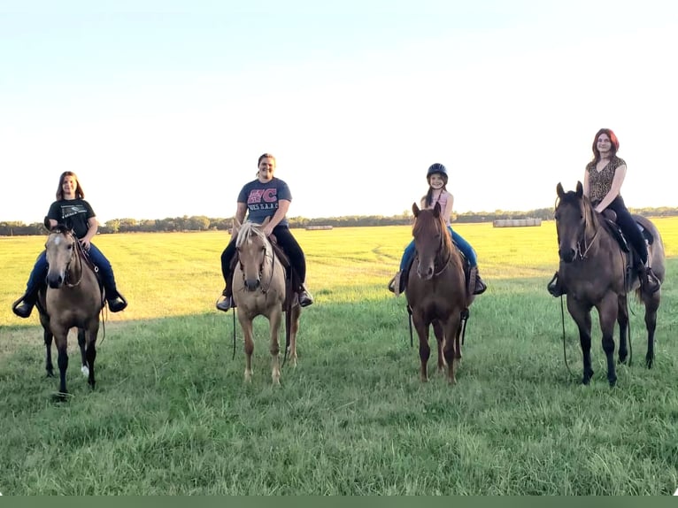 American Quarter Horse Wallach 8 Jahre 170 cm Roan-Bay in Grand Island