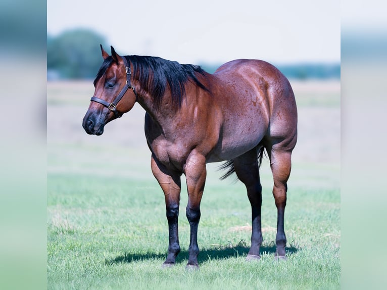 American Quarter Horse Wallach 8 Jahre 170 cm Roan-Bay in Grand Island