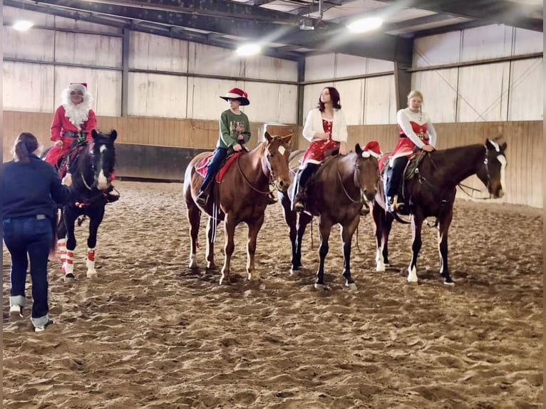 American Quarter Horse Wallach 8 Jahre 170 cm Roan-Bay in Grand Island