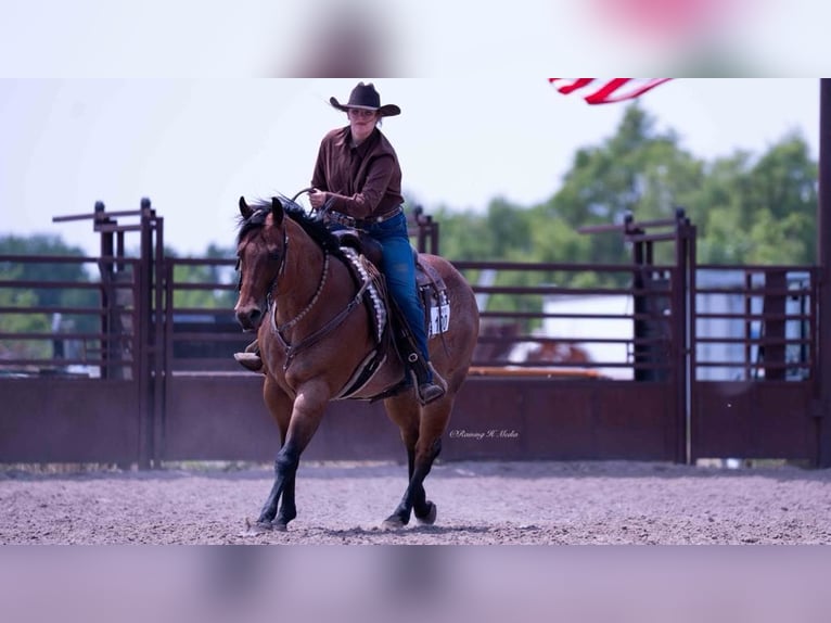 American Quarter Horse Wallach 8 Jahre 170 cm Roan-Bay in Grand Island