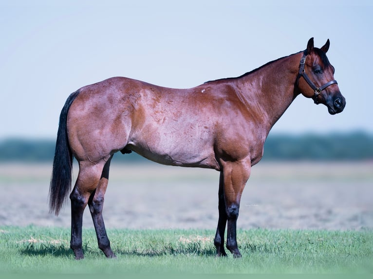 American Quarter Horse Wallach 8 Jahre 170 cm Roan-Bay in Grand Island