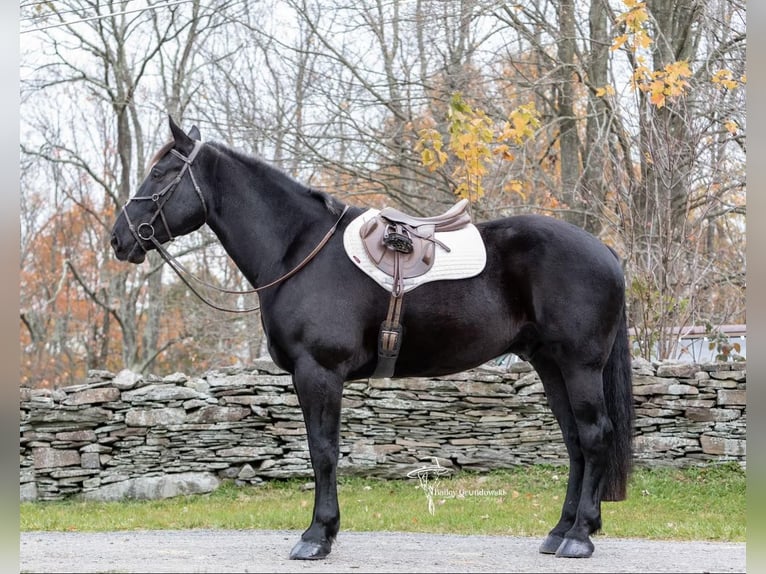 American Quarter Horse Wallach 8 Jahre 173 cm Rappe in Everett PA