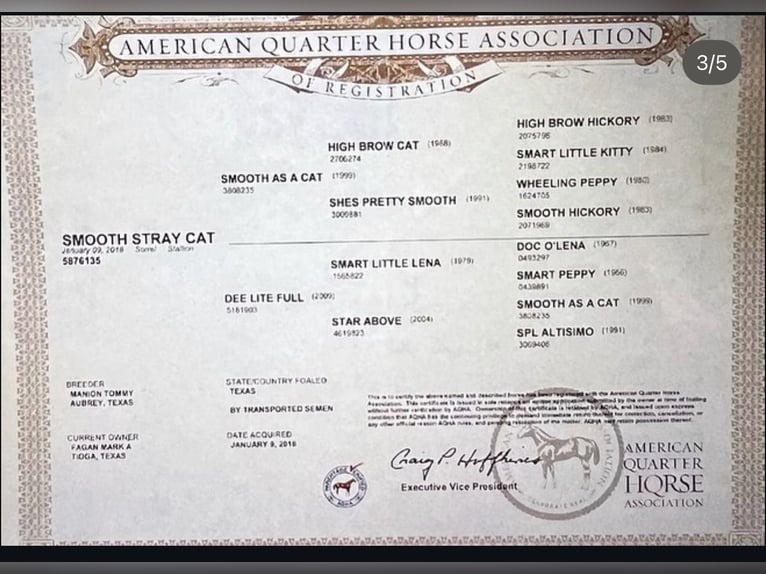 American Quarter Horse Wallach 8 Jahre Brauner in Marl